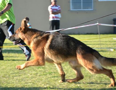 Carlo zur Medbacher Muhle, V2 Vita Nova show 2014